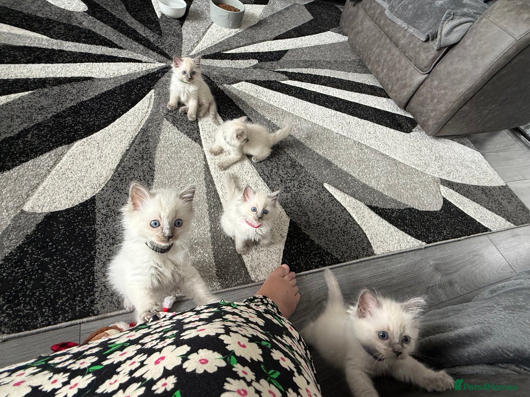Ragdoll cats for sale: Stunning bluepoint Ragdoll kittens - Image 29