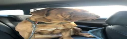 Dogue De Bordeaux dogs for sale: Loving 3-Year-Old Female Dogue de Bordeaux in Bideford - Advert 2