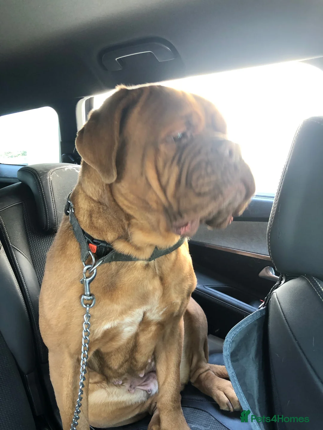 Dogue De Bordeaux dogs for sale: Loving 3-Year-Old Female Dogue de Bordeaux in Bideford - Advert 2