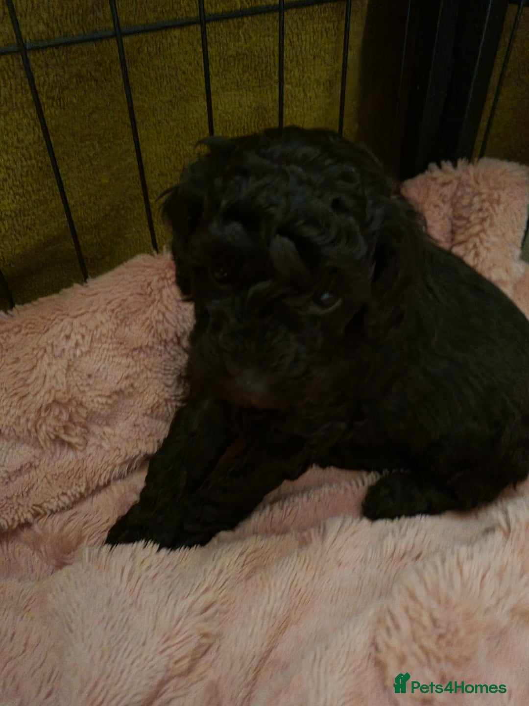 Poodle dogs for sale: Poodle's - Advert 10