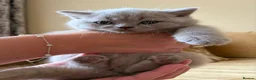 British Shorthair cats for sale: Best Quality Clasic BSH LILAC KITTENS - Advert 21