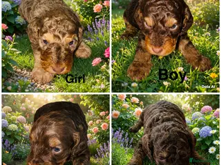 Cockapoo dogs DNA CLEAR, Stunning Cockapoo Pups,Ready 5th June - Advert 9