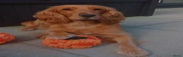 Cockapoo dogs for sale: Cockapoos - Advert 7