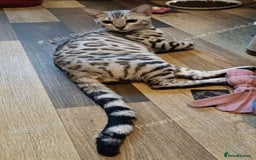 Bengal cats for sale: Bengal Adolescent & Young Adult Entire Males - Image 5