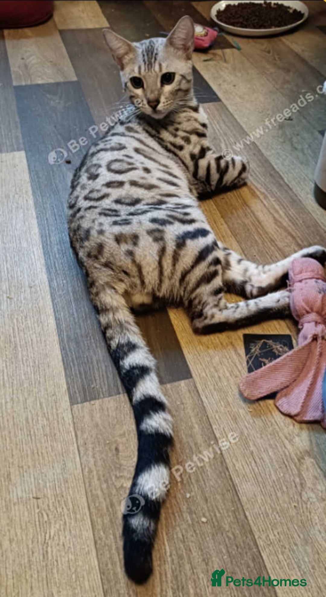 Bengal cats for sale: Bengal Adolescent & Young Adult Entire Males - Image 5