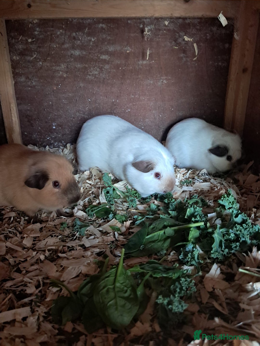 Guinea Pig rodents for sale: BEAUTIFUL PURE CALIFORNIAN GIRLS - Image 3
