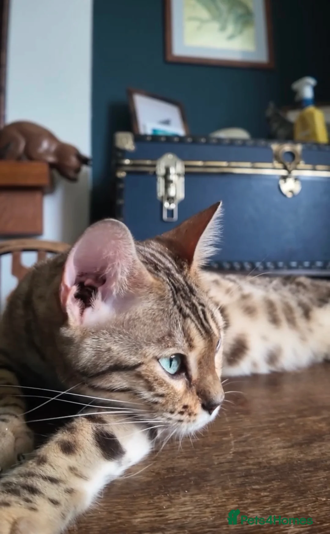 Bengal cats for sale: Tica Bengal Queen - Advert 2
