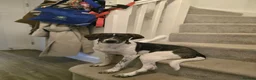 Mixed Breed dogs for adoption: Sully (Magnus) - Advert 7