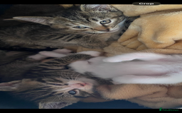 Mixed Breed cats for sale: READY TO GO tabby male female kittens brown  in Ware - Image 4