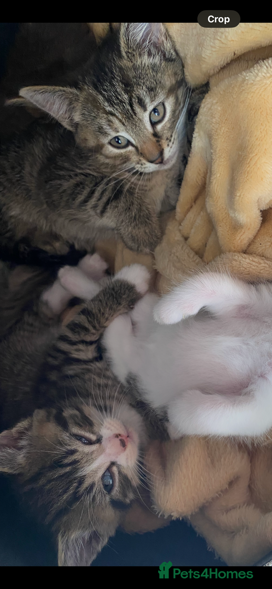 Mixed Breed cats for sale: READY TO GO tabby male female kittens brown  in Ware - Image 4