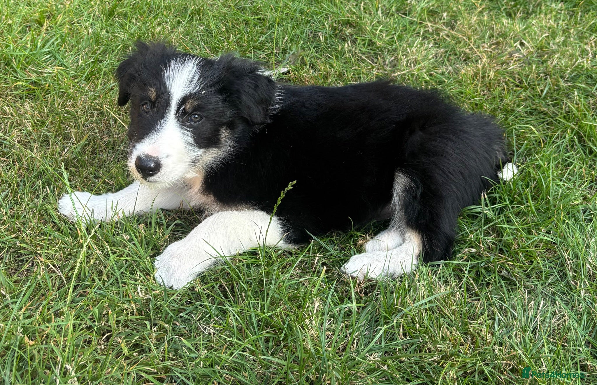 Mixed Breed dogs 1 Border collie boy puppy left!  - Advert 2