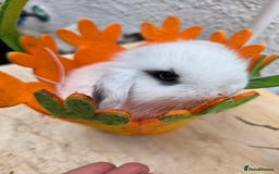 Mini Lop rabbits for sale: Full Mini Lop - Image 1