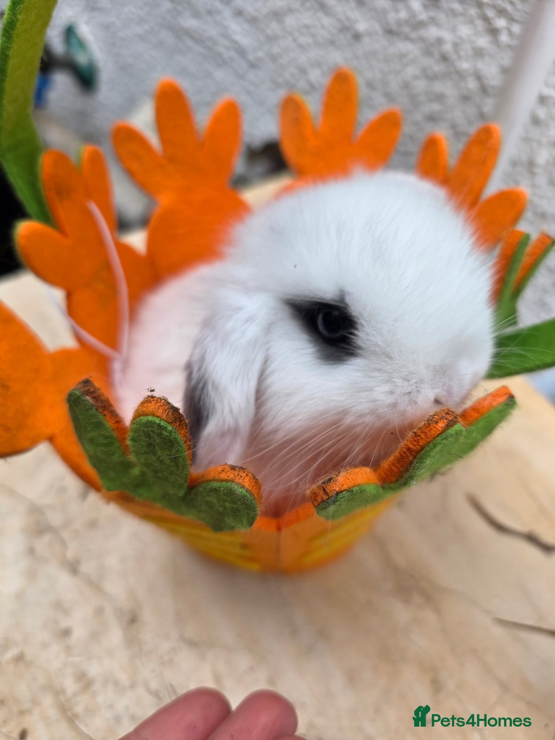 Mini Lop rabbits for sale: Full Mini Lop - Image 1