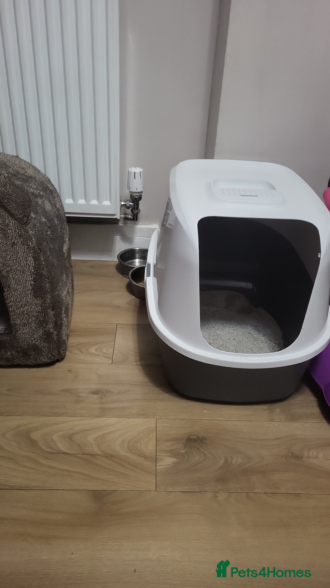 Domestic Shorthair cats for sale: Well behaved Tuxedo 8 week old kitten  - Image 3