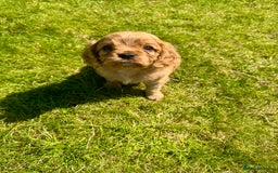 Cavalier King Charles Spaniel dogs for sale: Stunning cavalier King Charles spaniel puppies. - Image 17