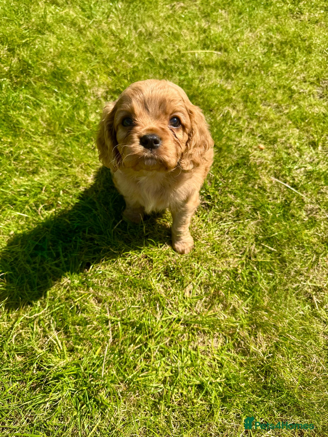 Cavalier King Charles Spaniel dogs for sale: Stunning cavalier King Charles spaniel puppies. - Image 17