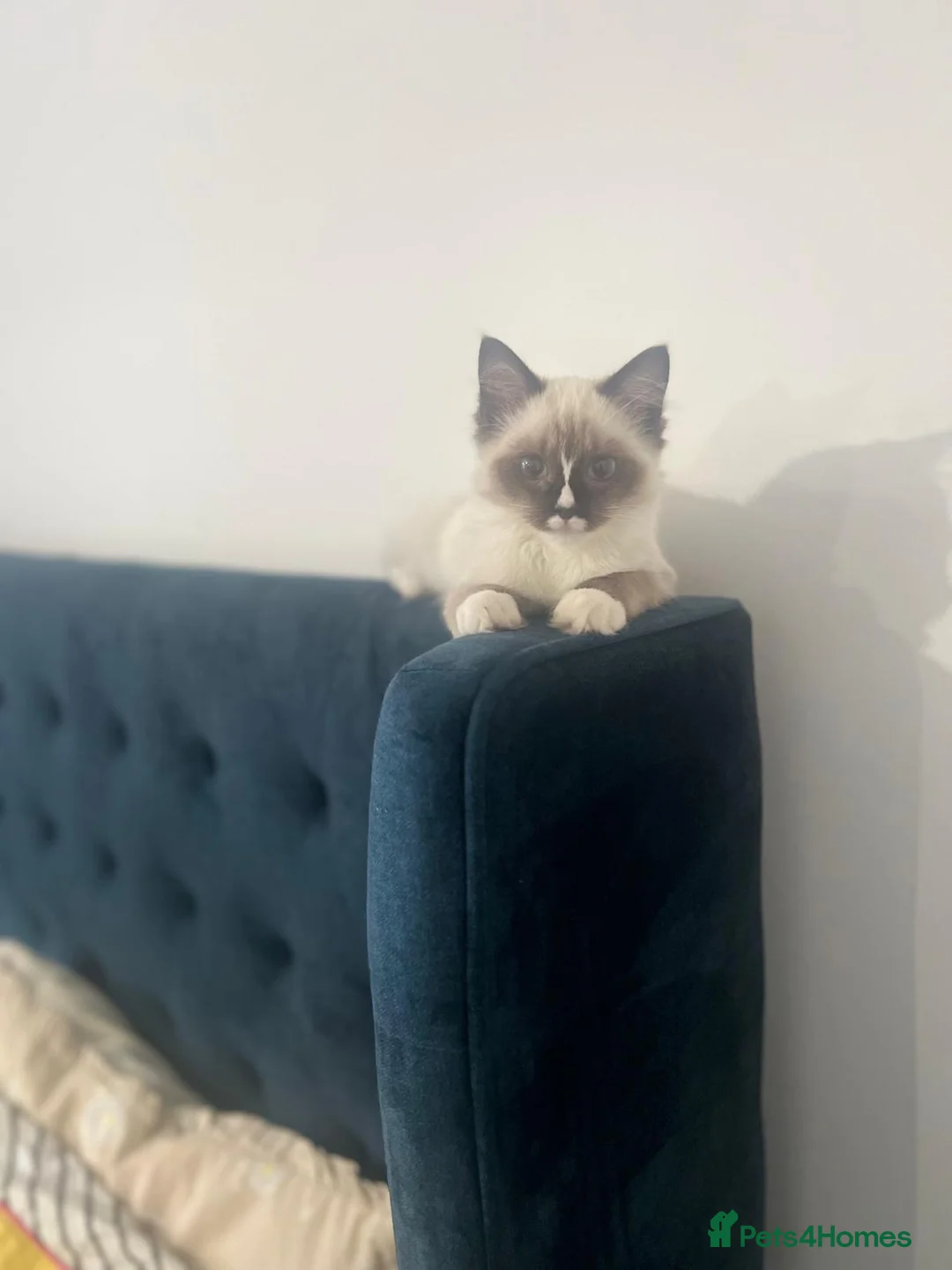 Ragdoll cats for sale: playful male ragdoll kitten - Advert 8