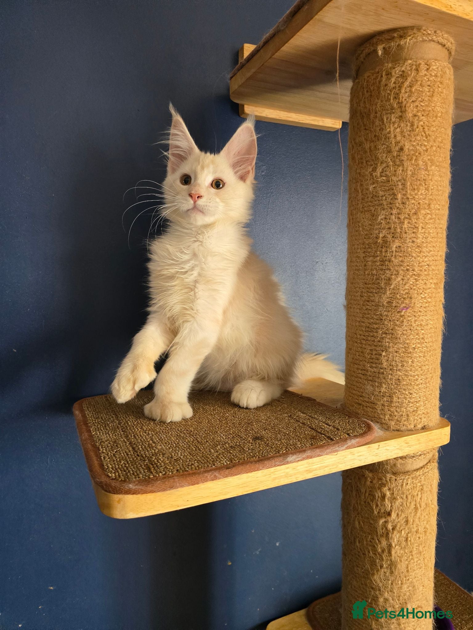Maine Coon cats Ready now-Tica Maine Coon Kittens  - Advert 18