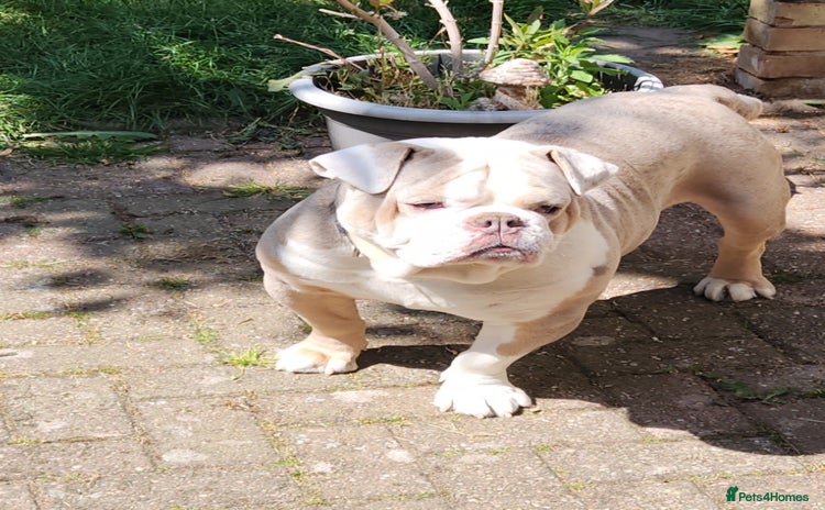 Olde English Bulldogge dogs - Advert 4