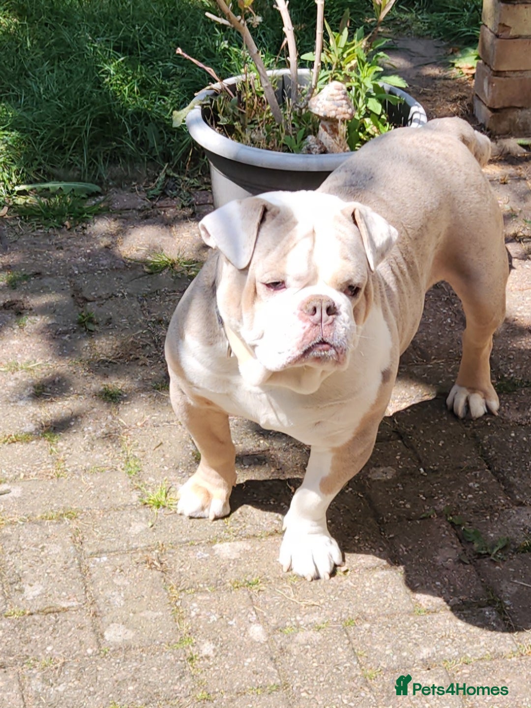 Olde English Bulldogge dogs for sale: Tyson rehoming  - Image 1