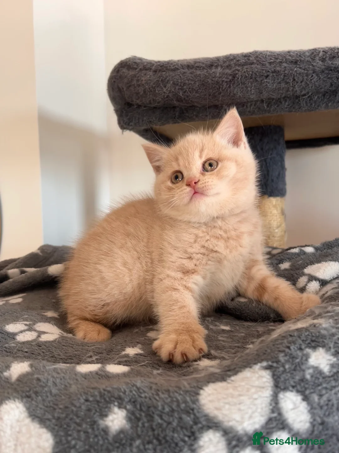British Shorthair cats for sale: BRITISH SHORTHAIR GIRL 🌸 - Advert 1