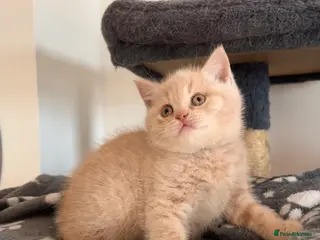 British Shorthair cats BRITISH SHORTHAIR GIRL 🌸 - Advert 1