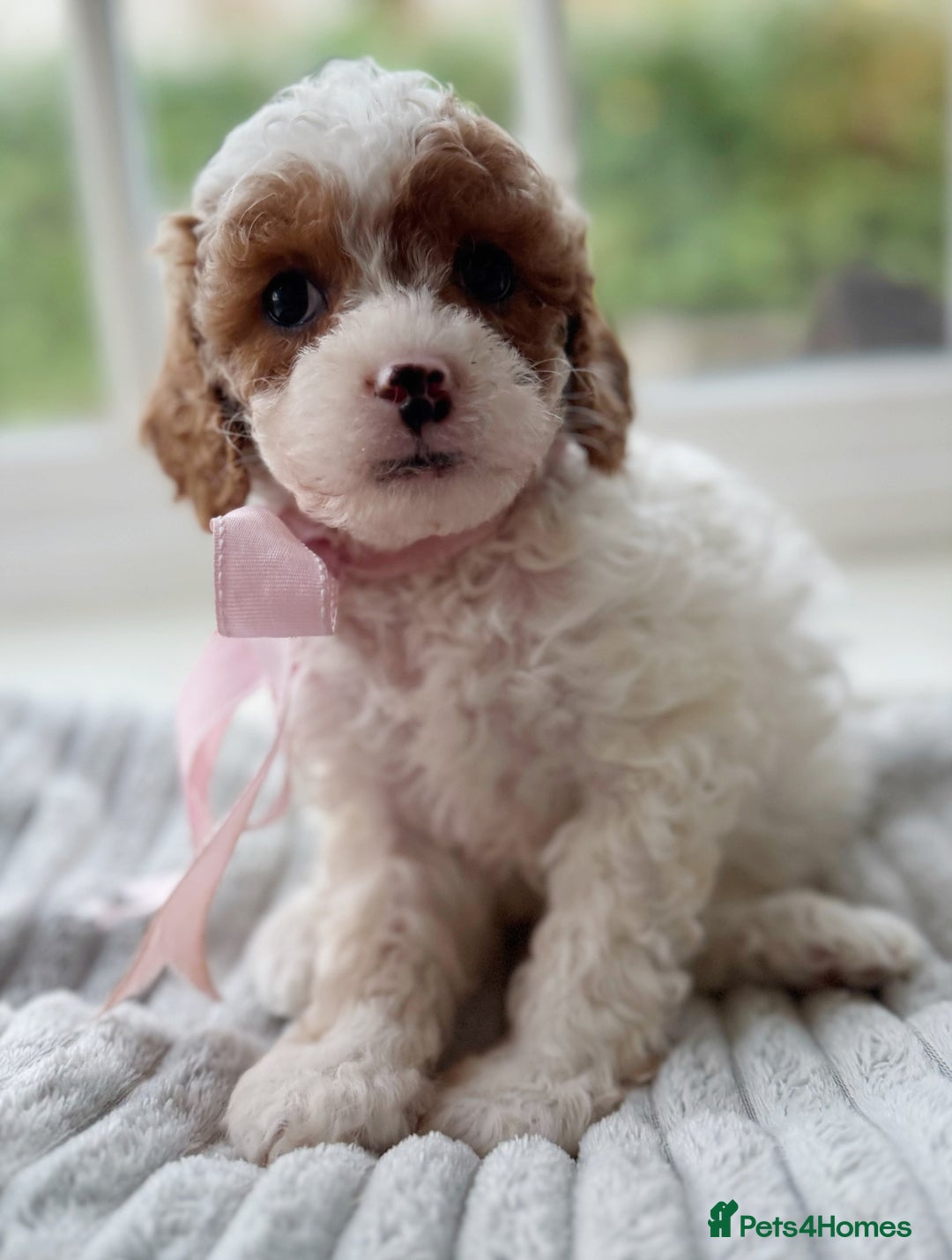 Cavapoochon dogs for sale: Cavapoochon puppies ready to leave 23 December  - Advert 6