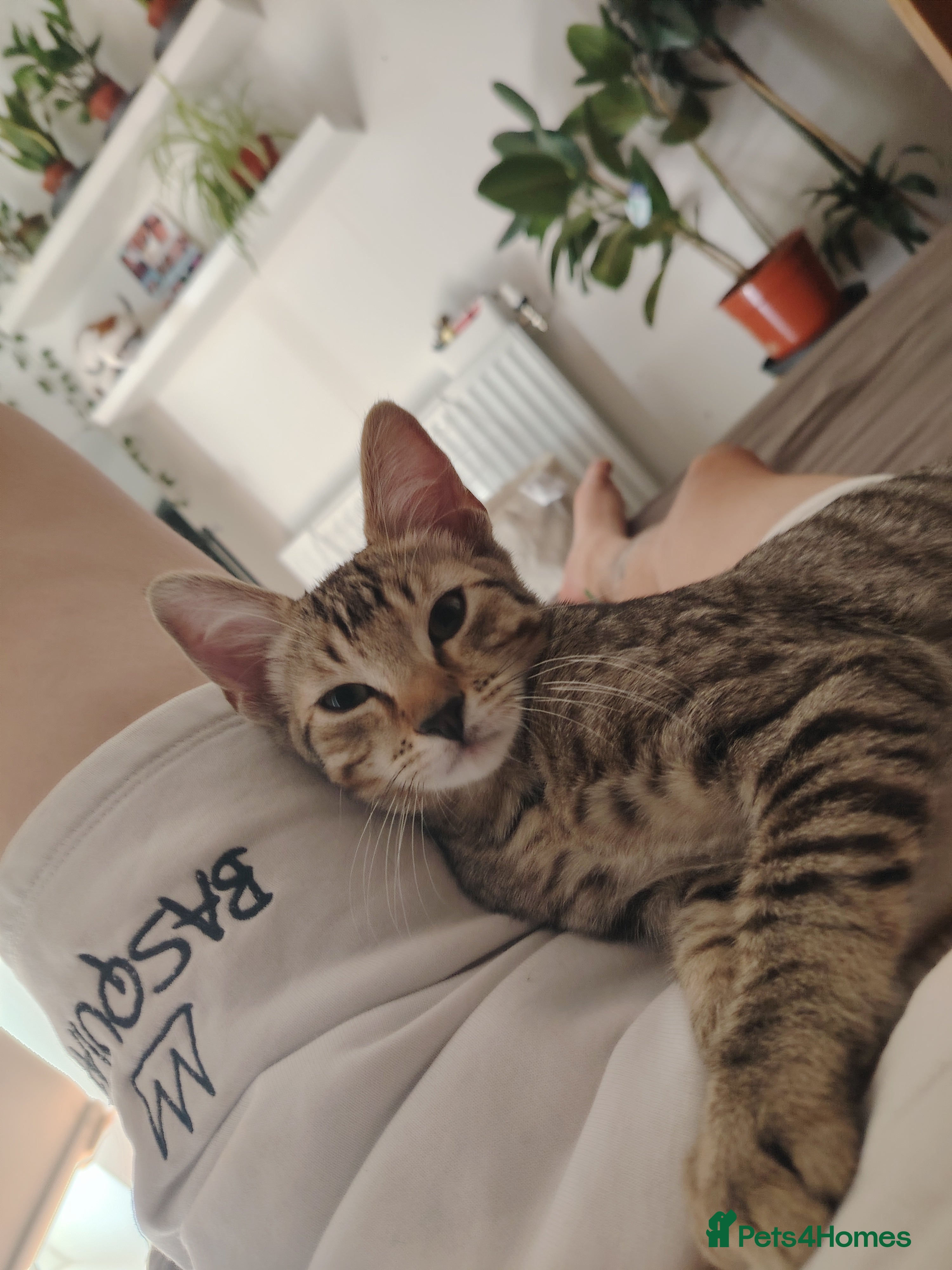 Mixed Breed cats Little Cairo looking for new home - Advert 1