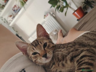 Mixed Breed cats Little Cairo looking for new home - Advert 1