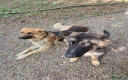 German Shepherd dogs for sale: Female german shepard for sale - Image 7