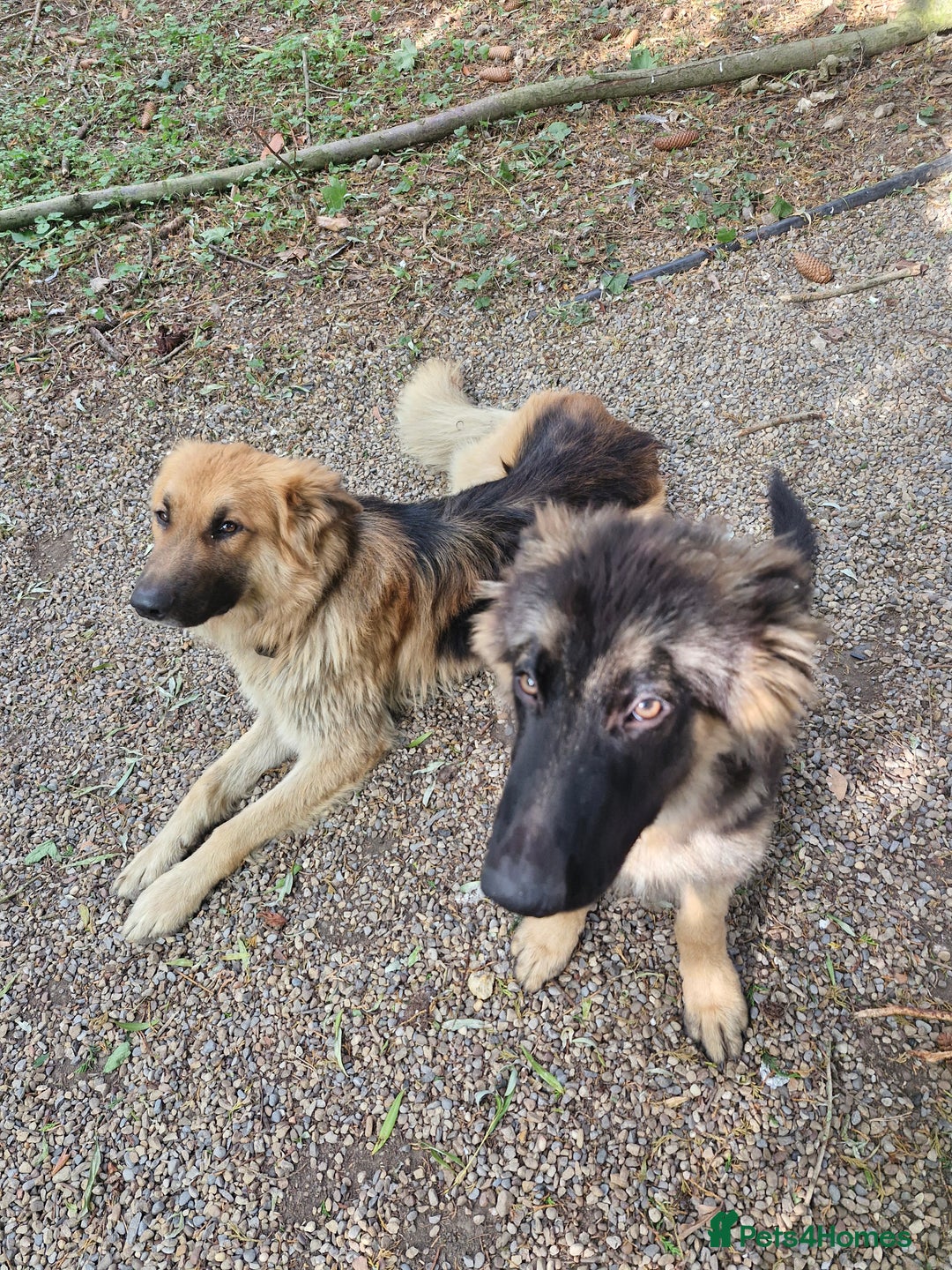 German Shepherd dogs for sale: Female german shepard for sale - Image 7