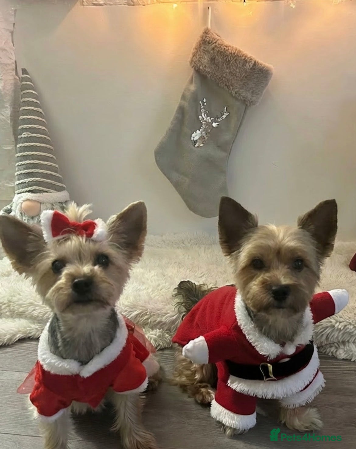 Yorkshire Terrier dogs Yorkshire terrier 🐶 puppies  - Advert 1