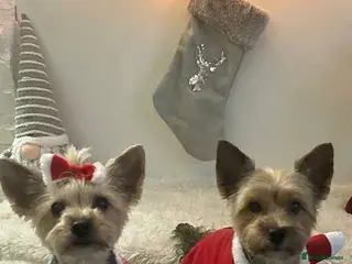 Yorkshire Terrier dogs Yorkshire terrier 🐶 puppies - Advert 1