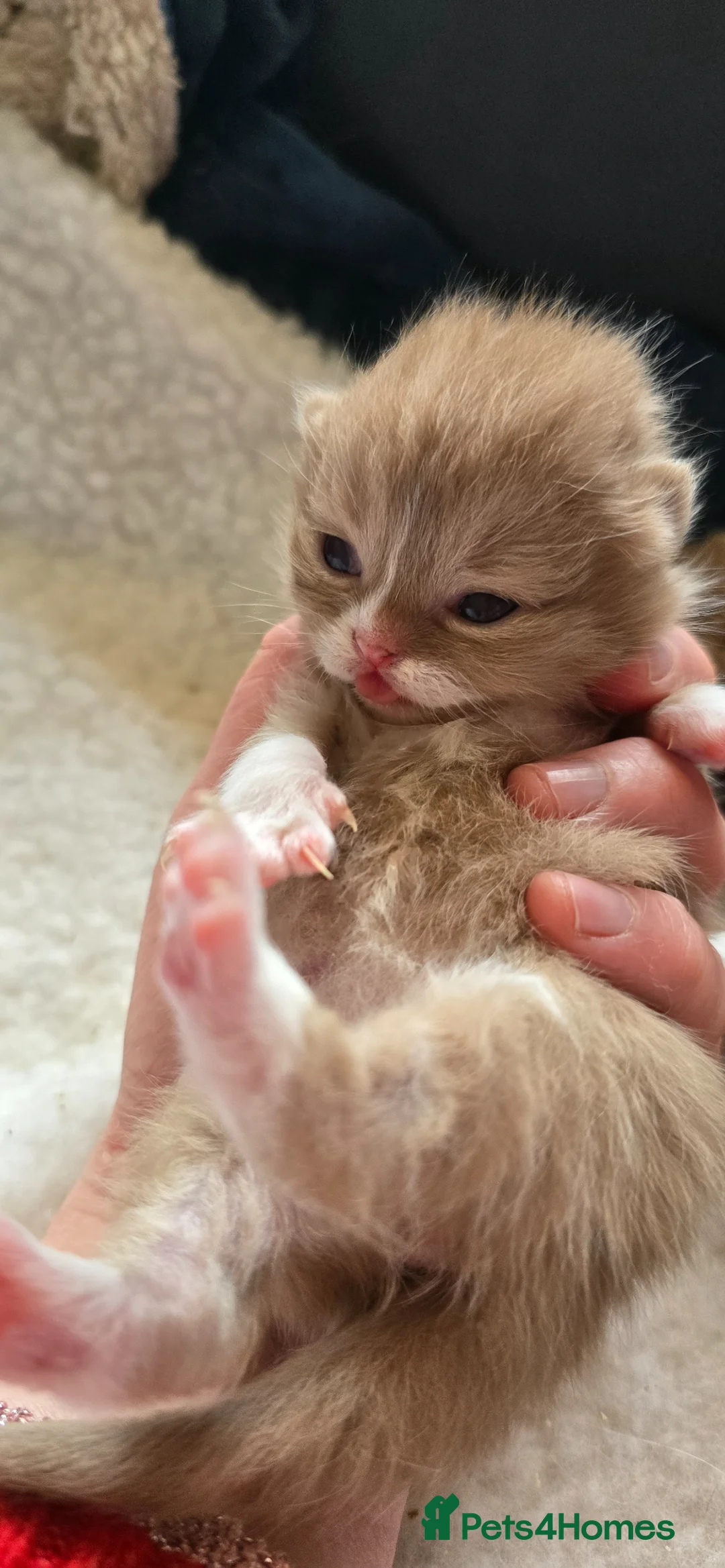 British Shorthair cats for sale: Beautiful British short and longhair kittens 🤎🧸  - Advert 2