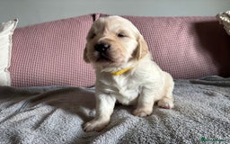 Golden Retriever dogs for sale: 3 beautiful Golden Retriever puppies  - Image 8