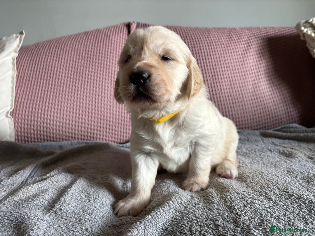 Golden Retriever dogs for sale: 3 beautiful Golden Retriever puppies  - Image 8
