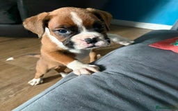 Boxer dogs for sale: 1 girl beautiful boxer puppies left  - Image 4