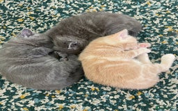 Mixed Breed cats for sale: 3 2 month old TORTIE x BRITISH SHORTHAIR KITTENS - Image 29