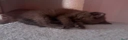 Ragdoll cats for sale: Ragdoll kittens 8 weeks old.  - Advert 5