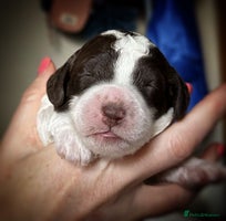 Cockapoo dogs - Advert 2