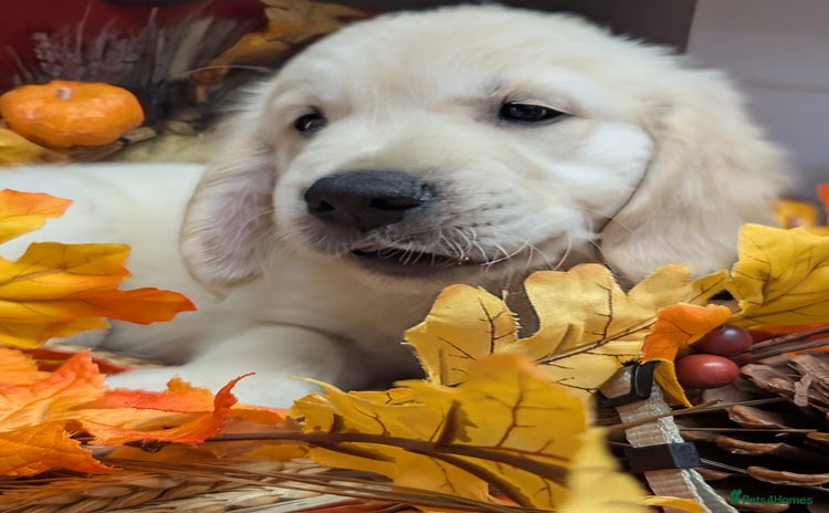 Golden Retriever dogs - Advert 3