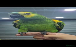Budgerigars birds for sale: BABY BLUE FRONTED AMAZON PARROT - Image 1