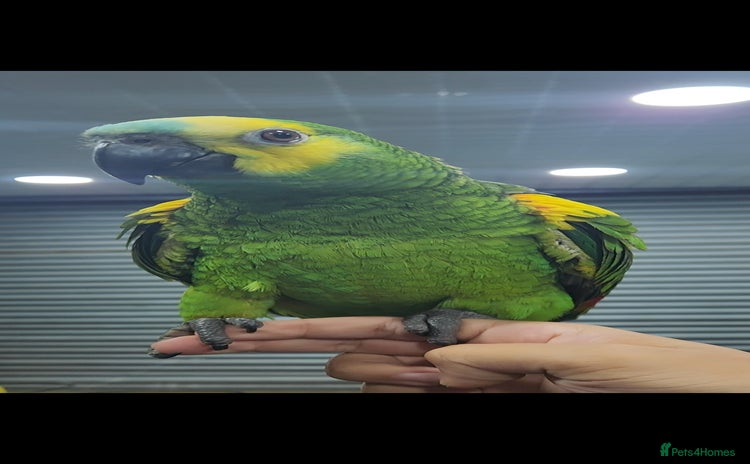 Budgerigars birds - Advert 1