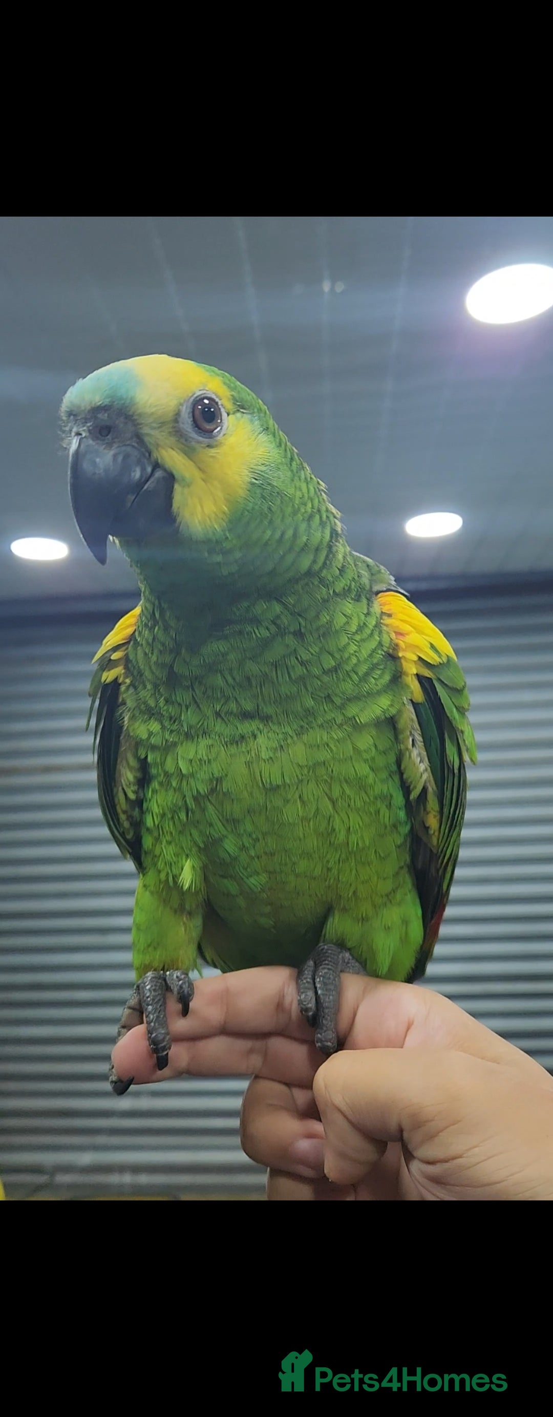 Budgerigars birds for sale: BABY BLUE FRONTED AMAZON PARROT - Image 1