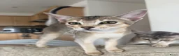 Abyssinian cats for sale: GCCF-registered usual silver Abyssinian kitten - Advert 2
