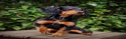 Cocker Spaniel dogs for sale: Working Cocker Spaniel Boy Pup - Advert 7