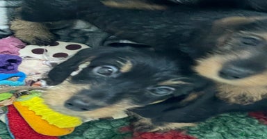 Dachshund dogs - Advert 3