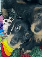 Dachshund dogs - Advert 3