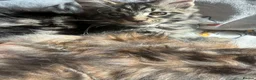 Maine Coon cats for sale: Full Maine coon born 14th feb kittens  - Advert 27