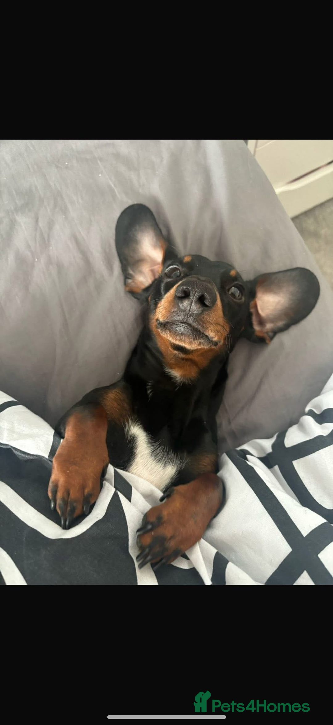 Miniature Dachshund dogs for stud: Miniature Dachshund available for stud  - Image 7